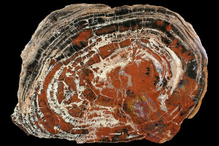 Red & Black Petrified Wood (Araucarioxylon) Slab - Arizona #117239
